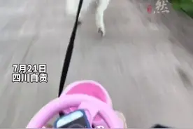萨摩耶拉着载着主人的摇摇车，一路狂飙到了近30迈，网友:它甚至竟然知道压弯切内线图片