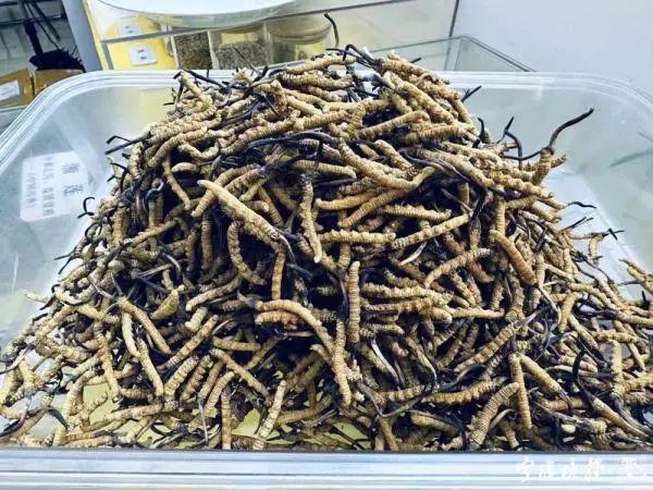 种植虫草的样子的图片大全 2026年种植虫草的样子的图片大全图解