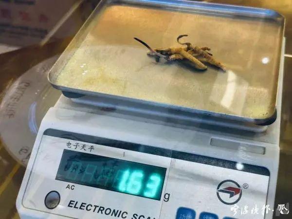 种植虫草的样子的图片大全 2026年种植虫草的样子的图片大全图解