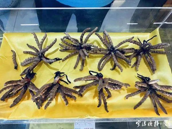 种植虫草的样子的图片大全 2026年种植虫草的样子的图片大全图解