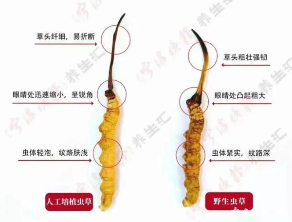 种植虫草的样子的图片大全 2026年种植虫草的样子的图片大全图解