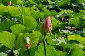 水清岸绿！青州弥河国家湿地勾勒美丽山水画卷图片