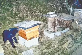 黑熊偷吃蜂蜜 被监控抓现行——宜昌蜂农觉得挺有趣说明环境越来越好了图片