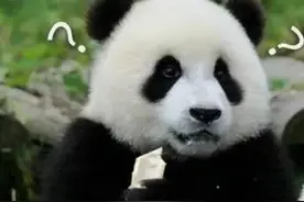 活久见！男子含着蟑螂下馆子…网友：口味挺重呀图片