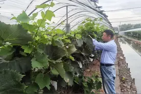 最让葡萄种植户头疼的风雨天 岱山这位冯老师有妙招图片