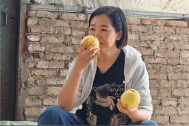 桂东的高山黄桃熟了，烈日下金灿灿的果子让人垂涎欲滴图片