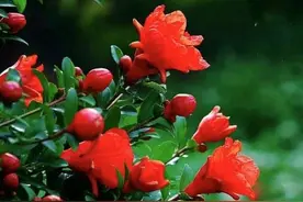 夏季应景花卉集锦诗三首图片