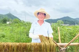 韶山市杨林村：苎麻田里话丰收图片