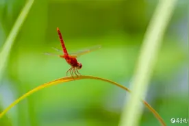 荷塘里的红蜻蜓图片