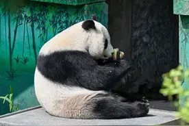（社会）大熊猫“喜乐”迎来10岁生日图片