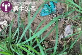 8岁女童左眼被两男孩用钢珠射伤失明：妈妈，我的眼睛什么时候能好啊图片