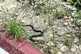 小心毒蛇出没！南平已有多人被咬送医图片