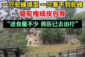 一只驼峰塌歪，一只看不到驼峰，骆驼瘦成皮包骨，“进食量不少 兽医已去治疗”@王老图片