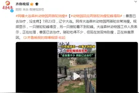 动物园回应两骆驼消瘦驼峰塌陷：兽医已去治疗，没生病图片
