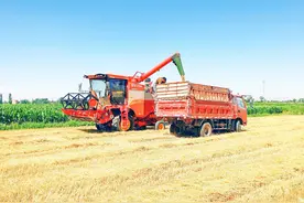 嘉峪关市新城镇：大暑节气收麦忙 麦穗金黄尽归仓图片