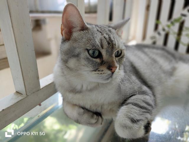 OPPO K11���⣺�ж��ֻ�Ҳ�������콢������Ч��