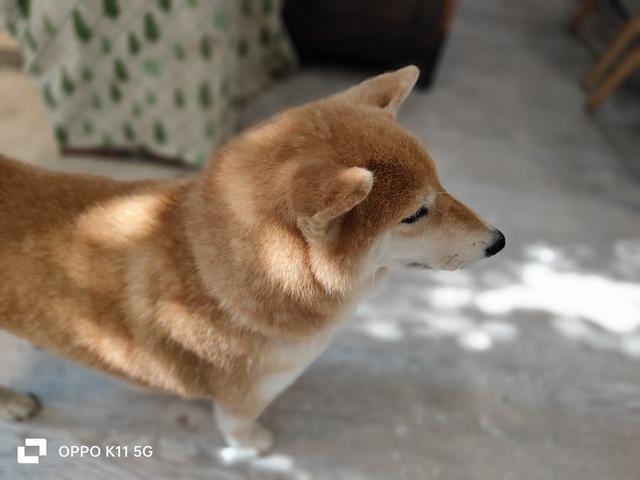 OPPO K11���⣺�ж��ֻ�Ҳ�������콢������Ч��