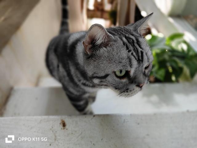 OPPO K11���⣺�ж��ֻ�Ҳ�������콢������Ч��