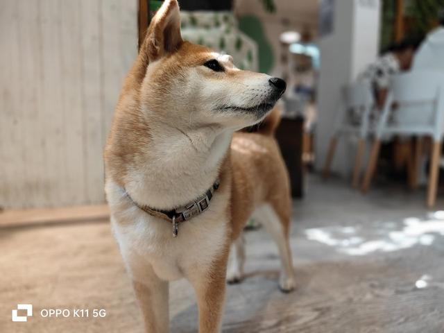 OPPO K11���⣺�ж��ֻ�Ҳ�������콢������Ч��