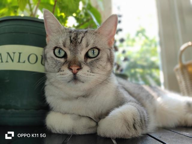 OPPO K11���⣺�ж��ֻ�Ҳ�������콢������Ч��