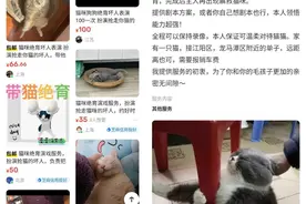 “猫狗绝育坏人表演”成商品，一次收费数十元，这样的服务你会买吗？图片