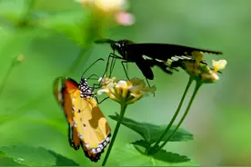 千城胜景｜云南元江：蝴蝶齐飞舞翩跹图片