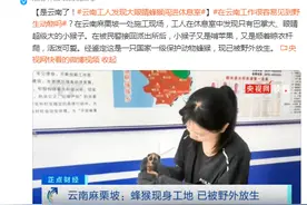 云南工人发现大眼睛蜂猴闯进休息室图片