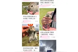 祁连山草原游客手抓鼠兔把玩，专家：多年前有因玩耍高原鼠兔感染鼠疫的病例，不建议游客接触图片