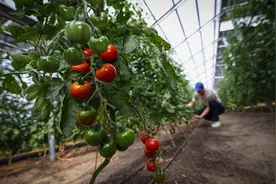（外代一线）德国的光伏试验农场图片