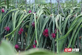 临武：丰收火龙果 铺就致富路图片