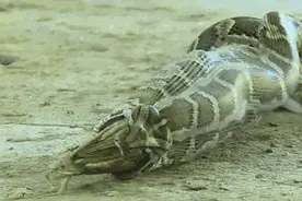 太吓人！巨蟒闯入！生吞30斤狗…图片