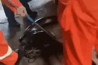 巨蟒闯入狗舍，生吞30斤狗！图片