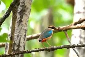 枣庄高新区发现鸟中“美女”仙八色鸫 全球不到1万只图片