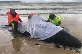 约70头鲸搁浅澳大利亚海滩 多头死亡图片