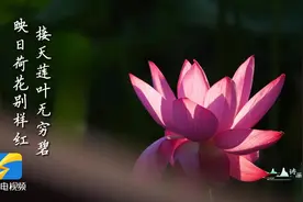 诗画山东｜夏荷与蝉鸣 带你回到儿时的夏天图片