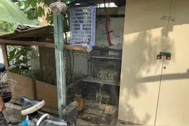 大沽街道河南里社区：小区内养鸡扰民 社区帮忙解难题图片