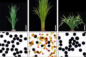 超级稻实现里程碑式突破！杂交水稻或将增产15%以上图片