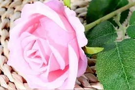 我心中的玫瑰（散文）图片