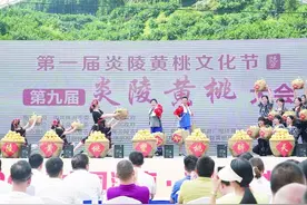 炎陵黄桃今年预计增产20% 现场实测：糖分含量达19.4%图片