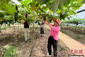 乡约福建：一串葡萄催生一个“示范村”图片