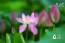 瞰中国｜河北唐县：雨中荷花竞相开图片