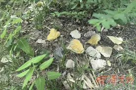 华商记者帮|路边杨树树叶发黄还落黄粉 是咋回事？图片