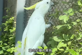 果然视频|动物视界68——鸟类中的“长寿之星”葵花凤头鹦鹉图片