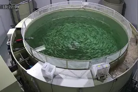 瞄准市场缺口，创造高端冷水鱼工厂化养殖：“淡水三文鱼”游进武汉“数码渔桶”图片
