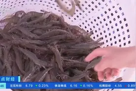 活虾价跌量增，冻虾面临库存压力！全球虾价下行，业内人士分析→图片