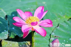 青未了/《莲灯》林徽因。图片