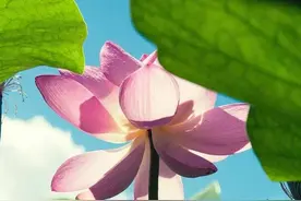 谭玉峰｜一池荷花香天下图片