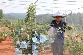 江西广昌：驯化栽种苹果结出丰硕“致富果”图片