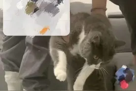 主人陪自家“三脚猫”拍照感动百万网友，曾专门为猫咪设计多版假肢图片