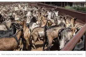澳洲山羊肉对华出口量激增 中国成第二大出口市场图片